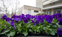 Blumen
